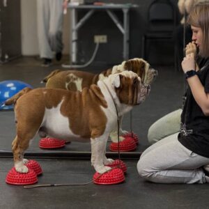 АниФит. AniFit. Бассейн для собак в Москве. Хендлинг-зал, груминг, дог-фитнес.