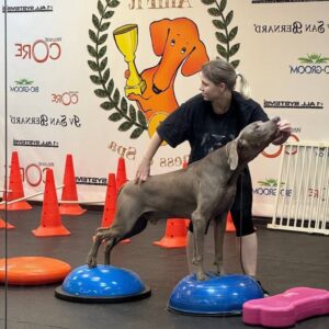 АниФит. AniFit. Бассейн для собак в Москве. Хендлинг-зал, груминг, дог-фитнес.