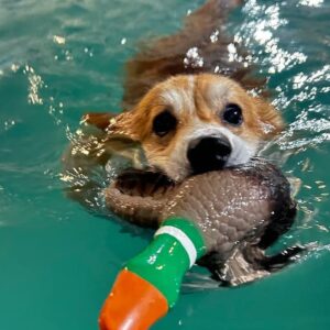 АниФит. AniFit. Бассейн для собак в Москве. Хендлинг-зал, груминг, дог-фитнес.