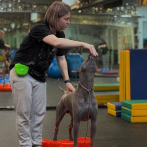 АниФит. AniFit. Бассейн для собак в Москве. Хендлинг-зал, груминг, дог-фитнес.