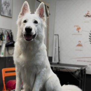 АниФит. AniFit. Бассейн для собак в Москве. Хендлинг-зал, груминг, дог-фитнес.