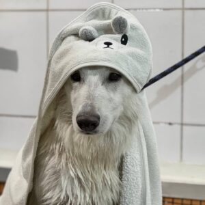 АниФит. AniFit. Бассейн для собак в Москве. Хендлинг-зал, груминг, дог-фитнес.