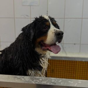 АниФит. AniFit. Бассейн для собак в Москве. Хендлинг-зал, груминг, дог-фитнес.