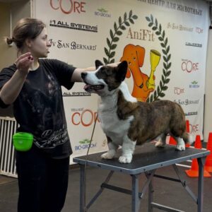 АниФит. AniFit. Бассейн для собак в Москве. Хендлинг-зал, груминг, дог-фитнес.