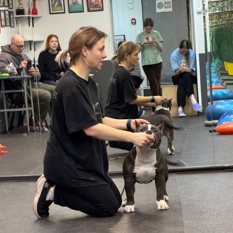 Семинар «Моя первая собака». У вас впервые появилась собака и вы не знаете, что с ней делать? У вас много вопросов про кормление и правильный уход? Вы хотите научиться понимать своего питомца и чтобы он понимал вас? Наши кинологи ответят на все ваши вопросы, и даже «неудобные».