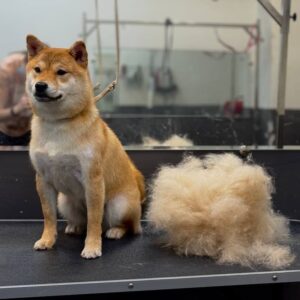 Груминг. Груминг собак. Груминг кошек.