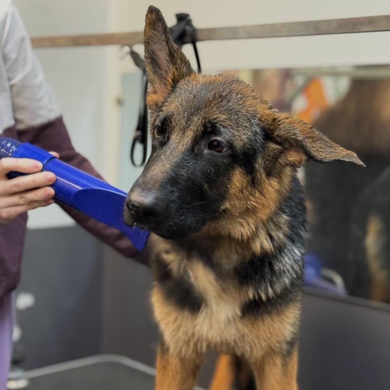 Груминг. Комплекс (мытье профессиональной косметикой, сушка компрессором, стрижка когтей, чистка ушей). Породный груминг. Стрижка когтей. Чистка зубов. Чистка ушей. Обработка от клещей / блох. Аренда зоны для груминга (ванна, стол, компрессор).