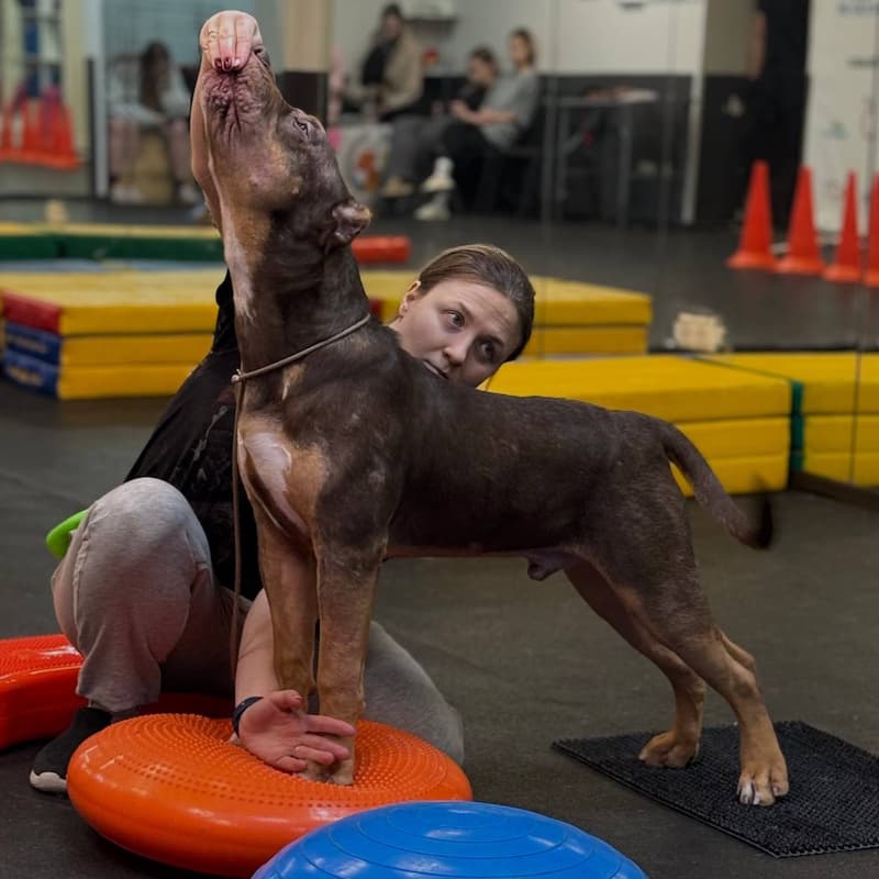 Хендлинг. Занятие с хендлером, ринг-тренинг. Индивидуальное занятие по дрессировке. Аренда хендлинг-зала.