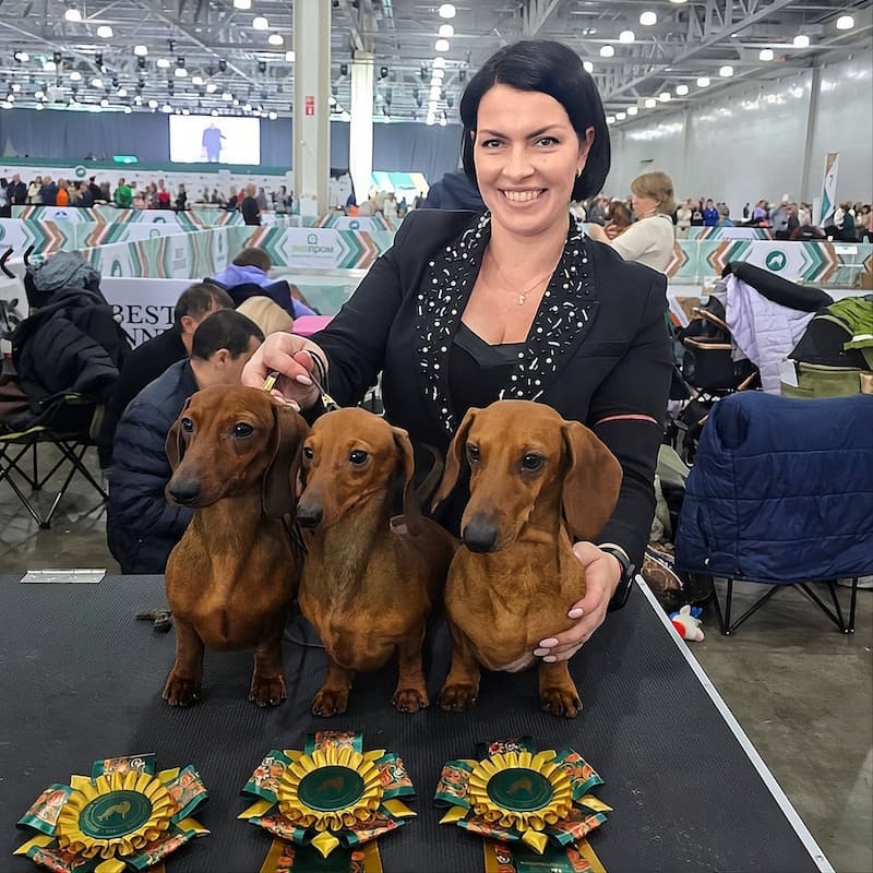 Екатерина Пикуль. Профессиональный хендлер, судья-стажер по экстерьеру пород собак, инструктор по дог-фитнесу, специалист по реабилитации и массажу собак, грумер, стаж более 20 лет.