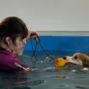 Бассейн для собак в Москве. Бассейн для собак в ЮАО. Бассейн для животных.