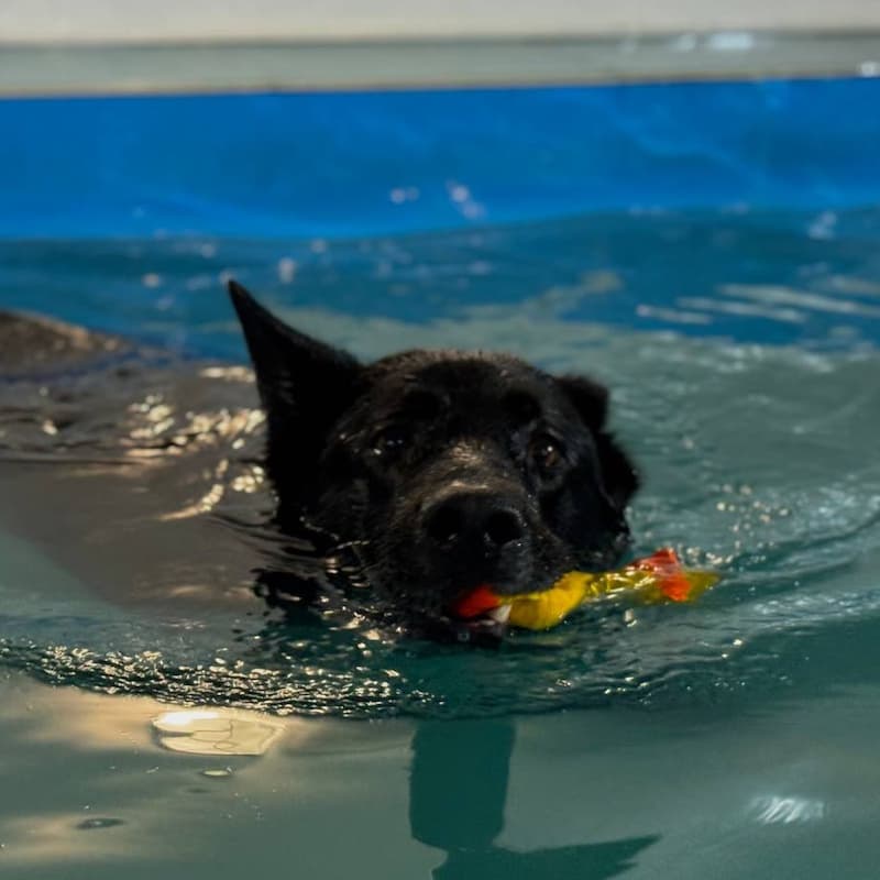 Бассейн для собак в Москве. Бассейн для собак в ЮАО. Занятие в бассейне для собак. Аренда бассейна для собак.