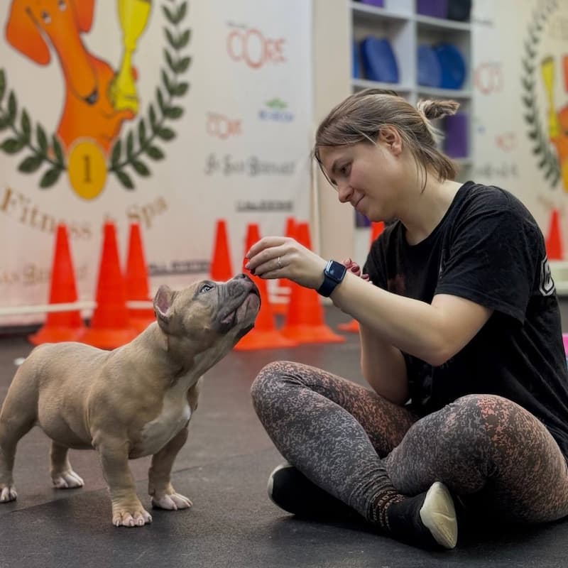 Группа социализации и ринговой подготовки для щенков и юниоров. Приучение к ринговке. Зрительный контакт и язык тела. Положительное подкрепление, разные виды поощрений. Приучение к осмотру, манипуляциям на столе и на полу. Работа в группе. Инструктор группы Дарья Чернакова.