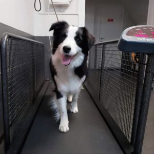 Фитнес. Дог-фитнес. Беговая дорожка для собак.