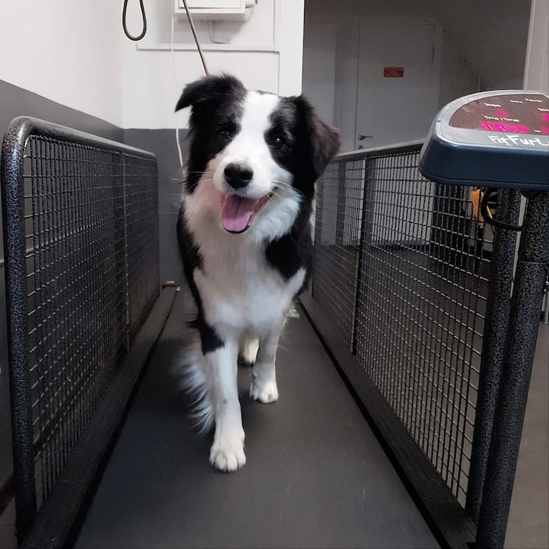 Фитнес. Дог-фитнес. Беговая дорожка для собак.